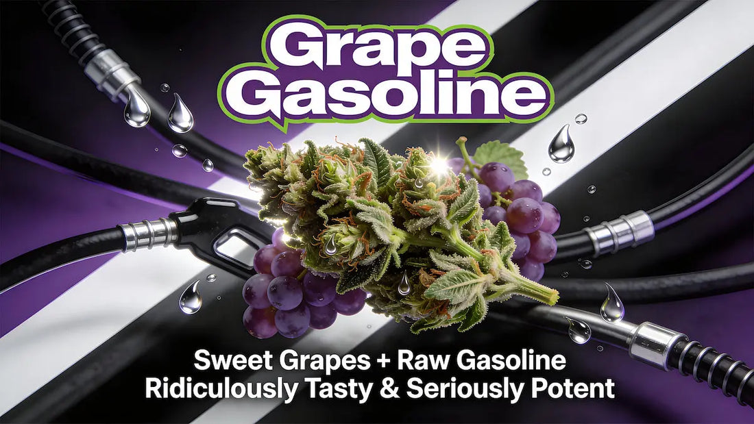 Grape Gasoline THCA flower strain — sweet grapes meets raw gasoline, ridiculously tasty and seriously potent, available at Kanna Beas