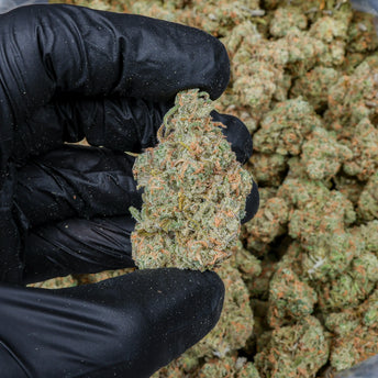 Blue Dream Kanna Beast