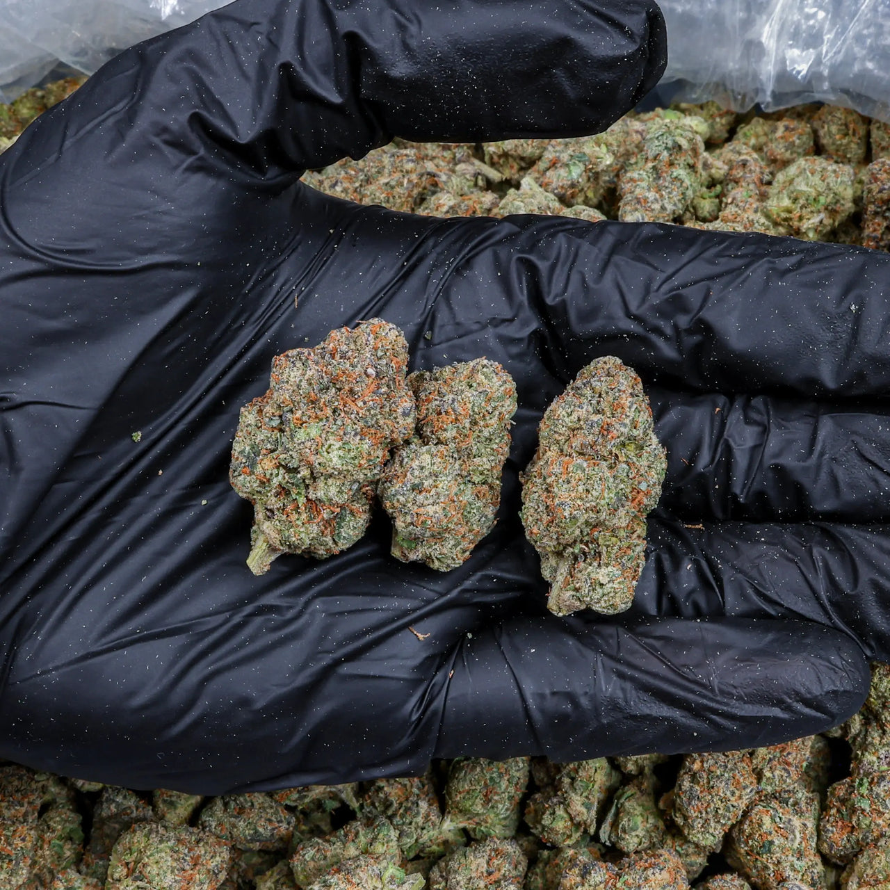 Cosmic Candy Kanna Beast