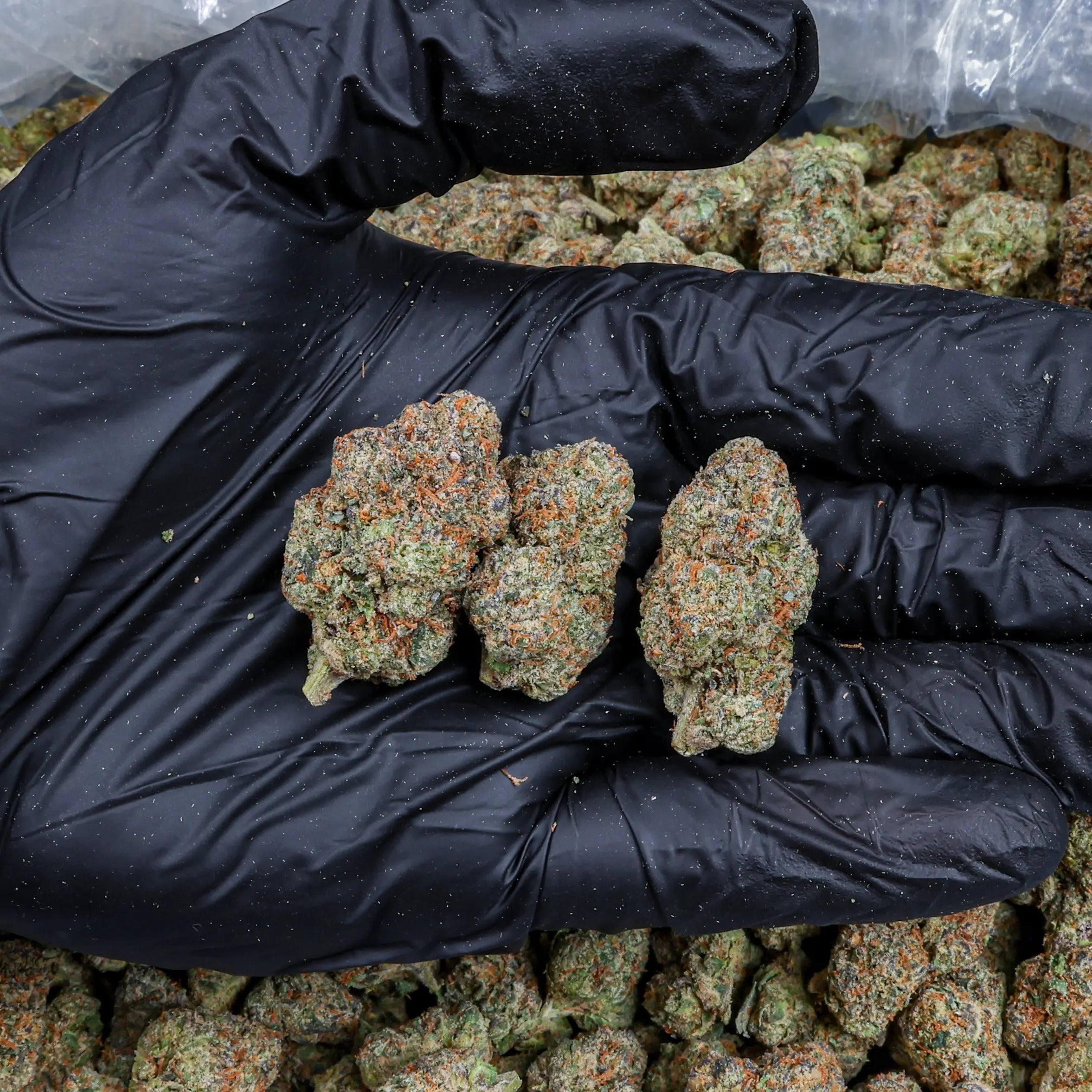 Cosmic Candy Kanna Beast