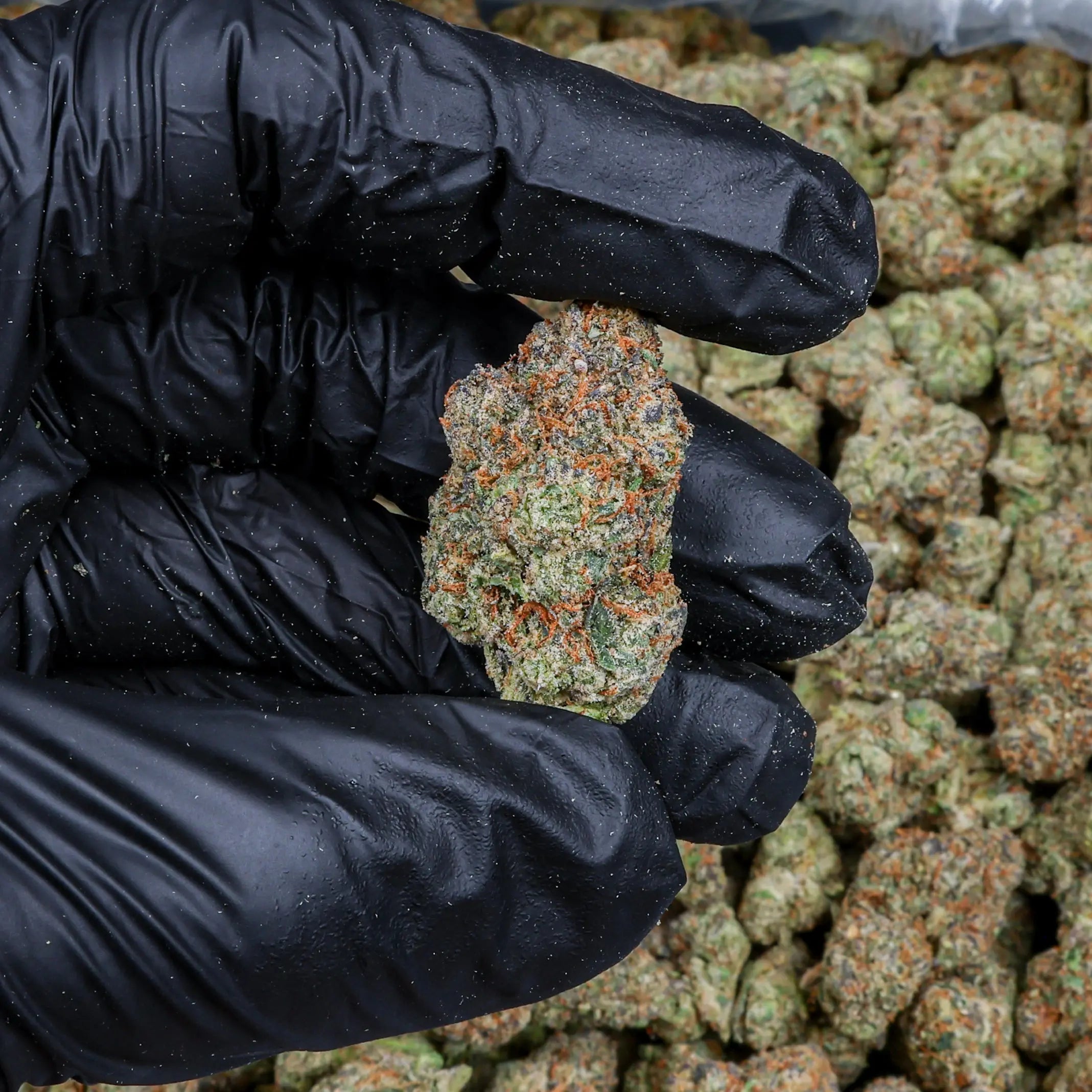 Cosmic Candy Kanna Beast