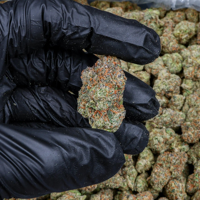 Cosmic Candy Kanna Beast