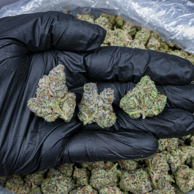 Espresso Cake Kanna Beast