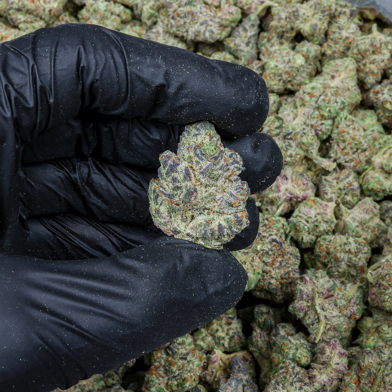 Espresso Cake Kanna Beast