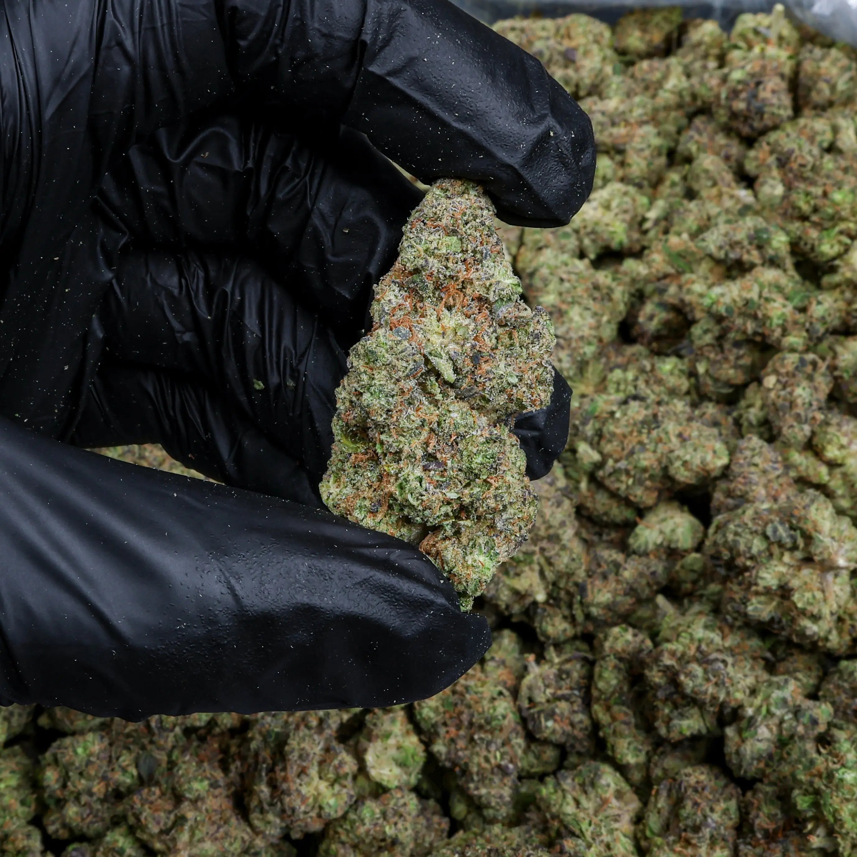 Hash Burger Kanna Beast