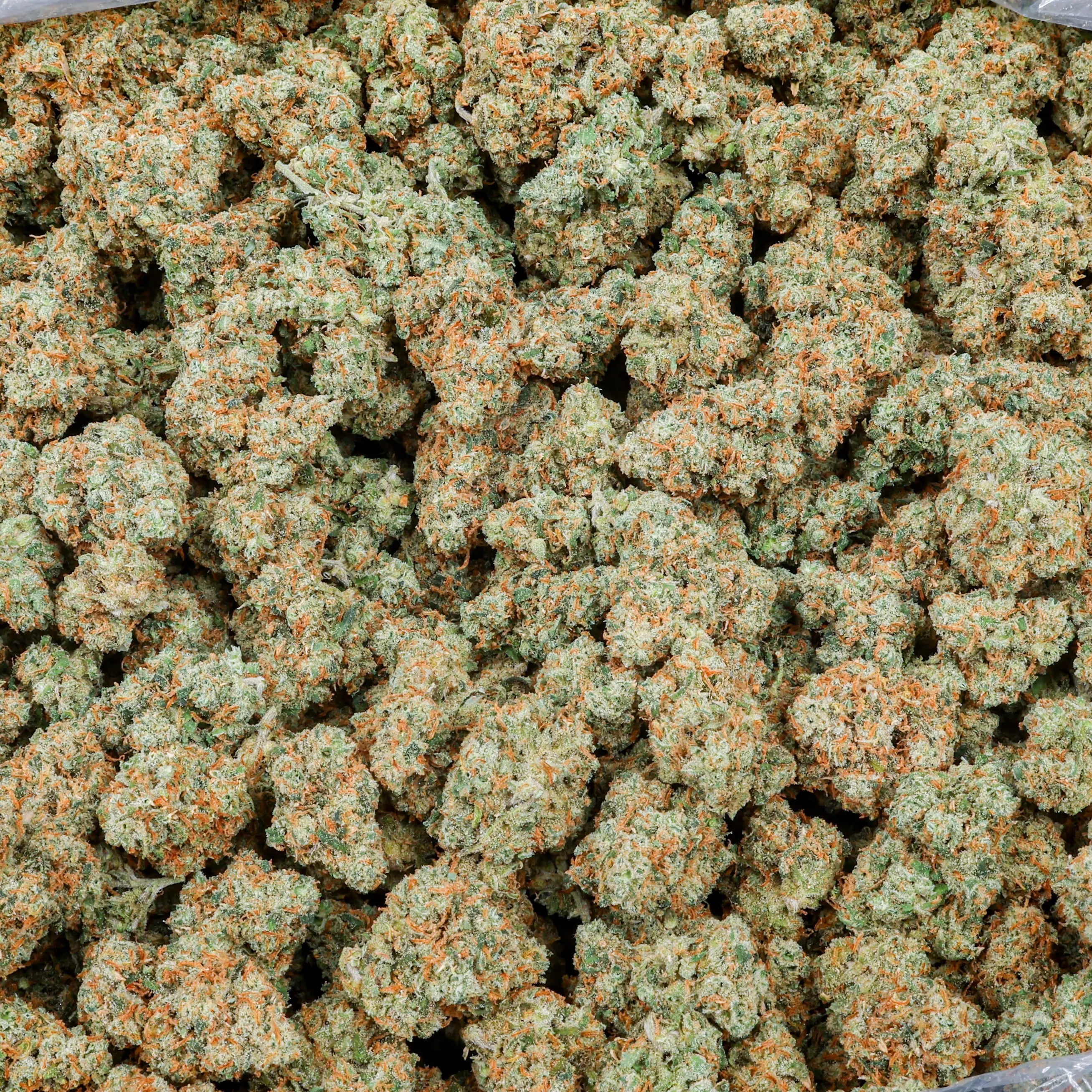 Jack Herer Kanna Beast