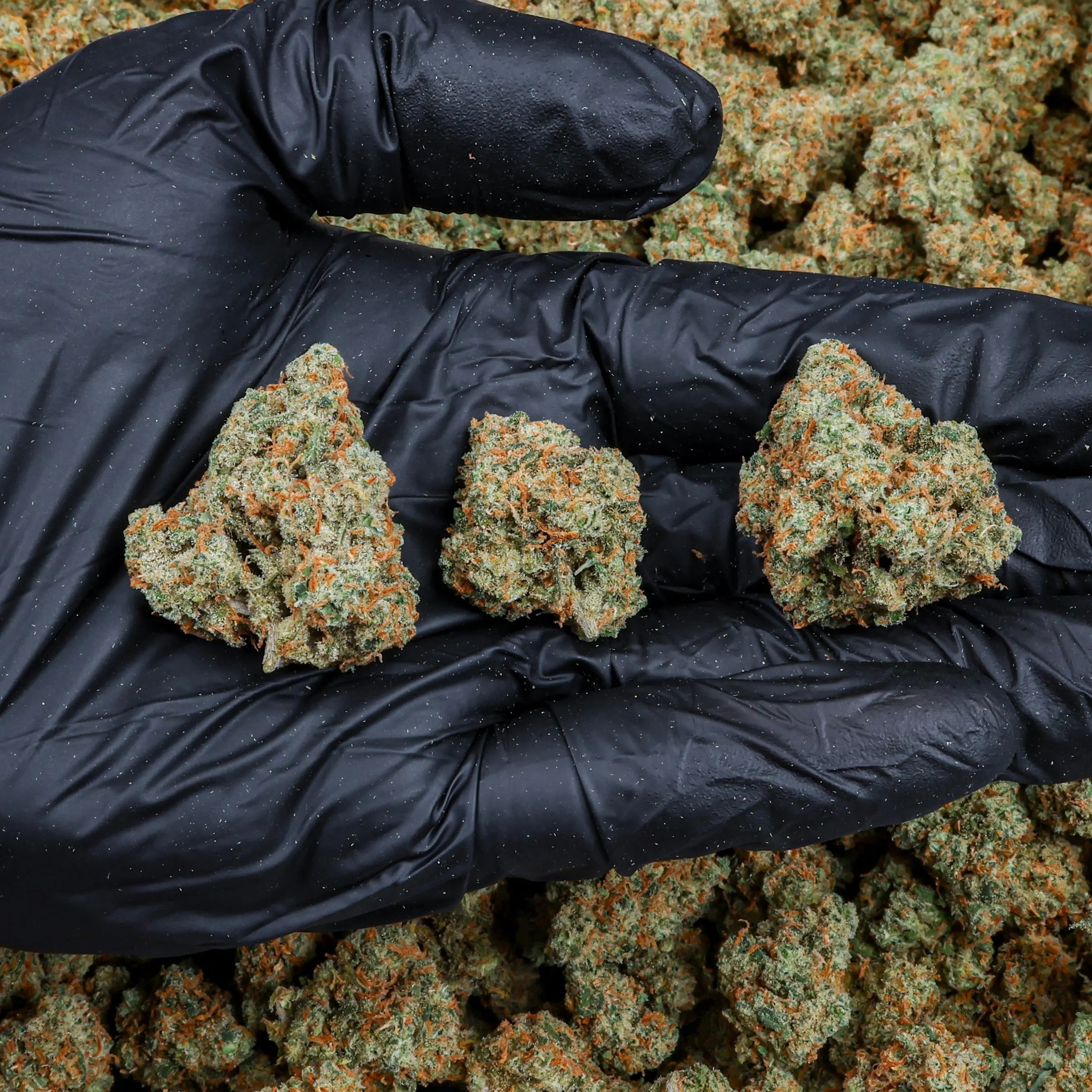 Jack Herer Kanna Beast