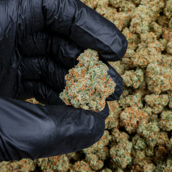 Jack Herer Kanna Beast