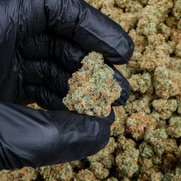 Jack Herer Kanna Beast