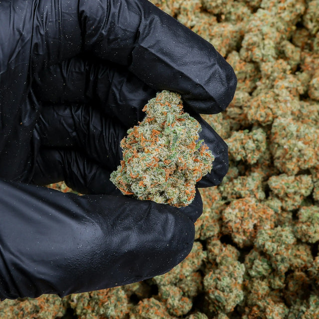 Jack Herer Kanna Beast