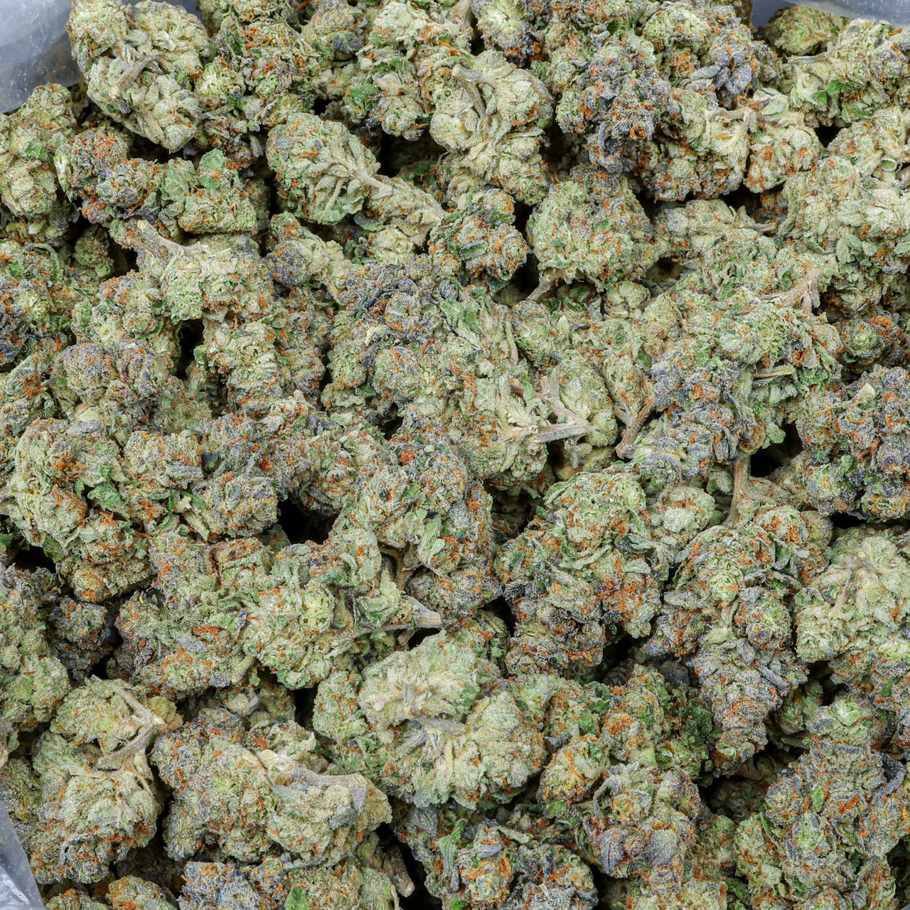 Jealousy Kanna Beast