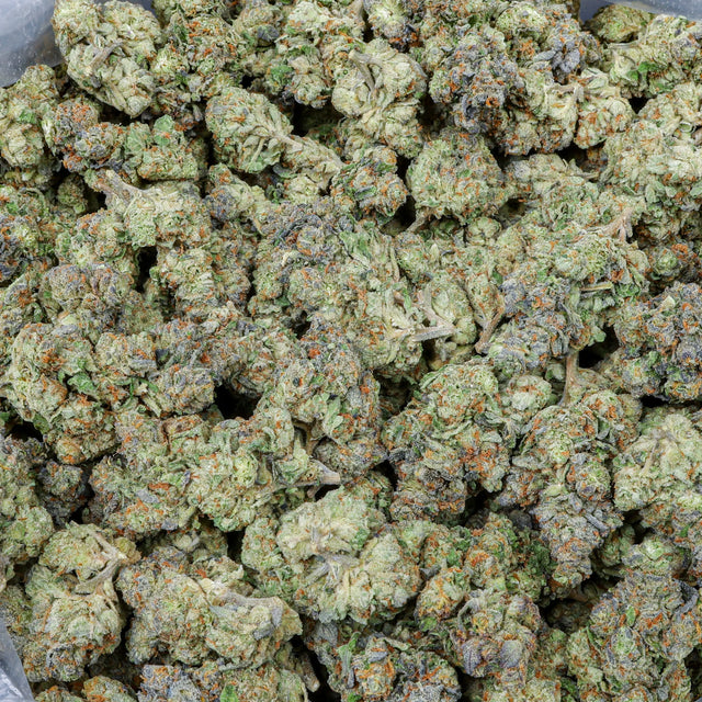 Jealousy Kanna Beast