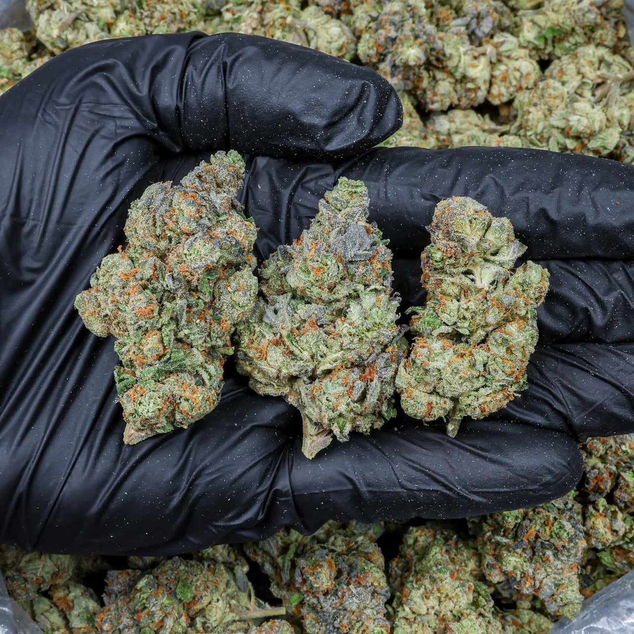 Jealousy Kanna Beast