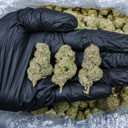 Lemon Barz Kanna Beast