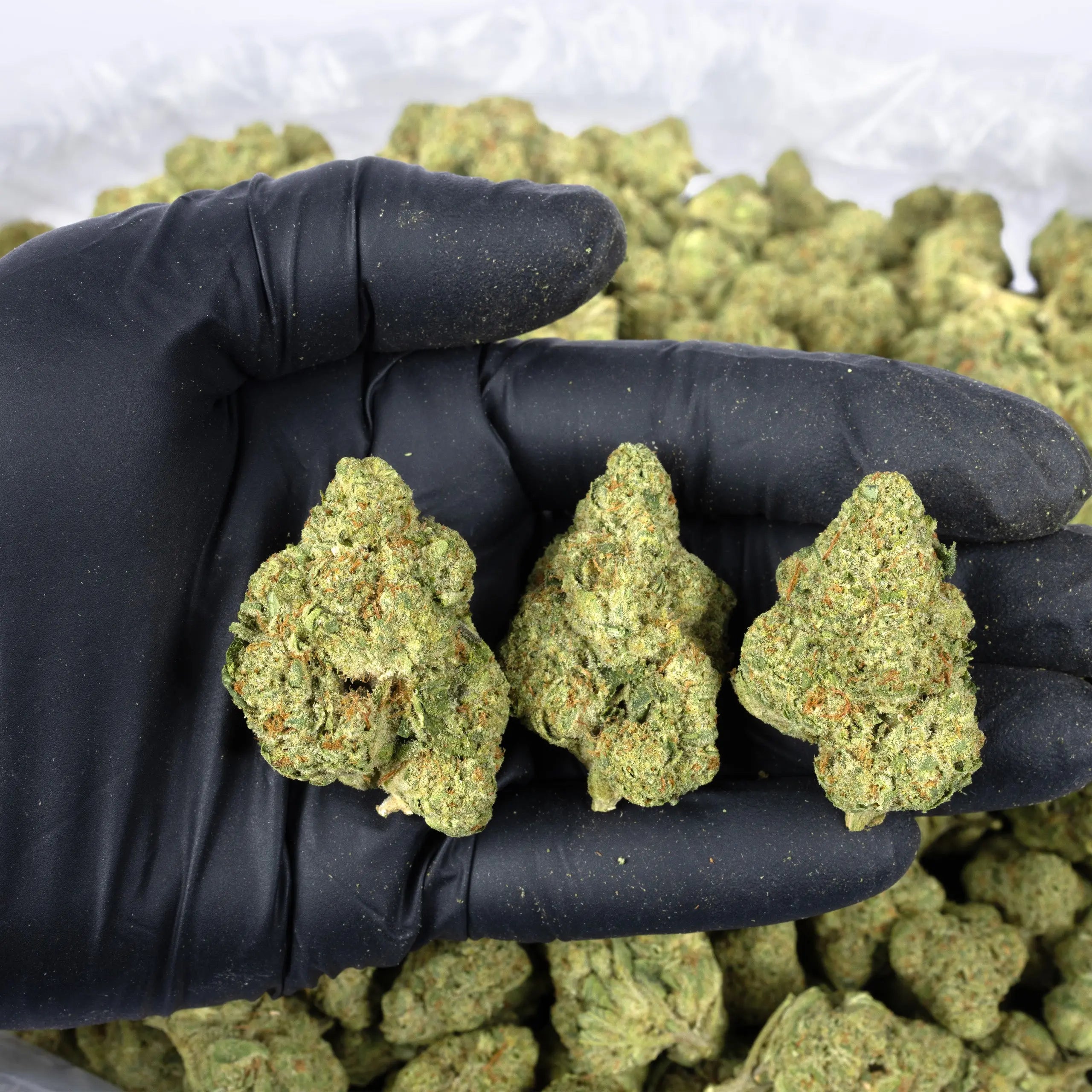 Gorilla Glue