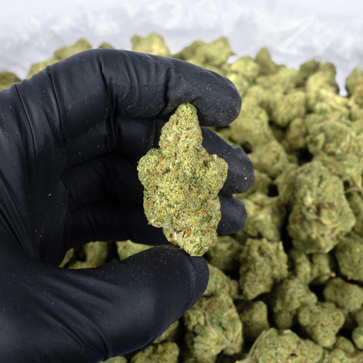 Gorilla Glue