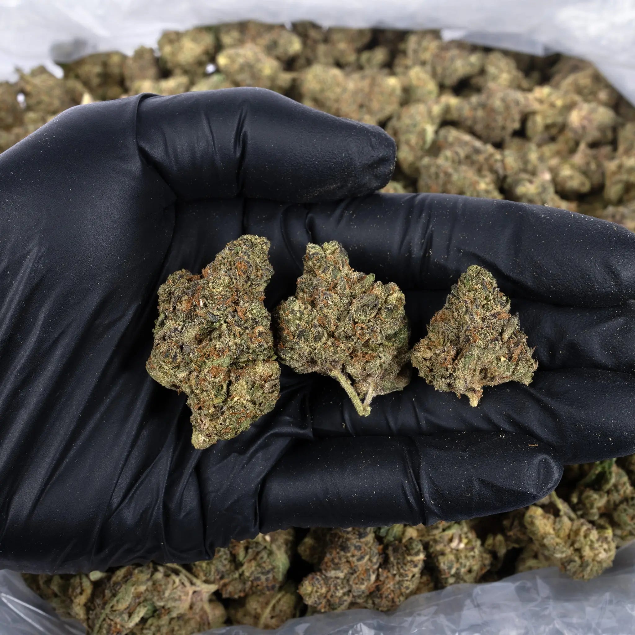 Sherb Cream Pie - KannabeastSupplements