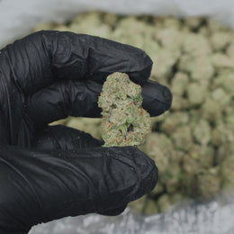 Lemon Barz