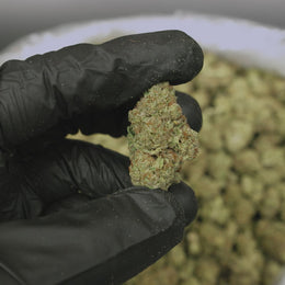 Gelato