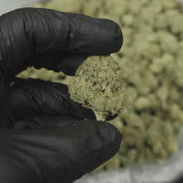 Gorilla Glue